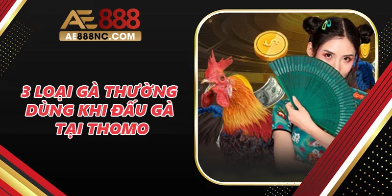 3 loại gà thường dùng khi đấu gà tại Thomo