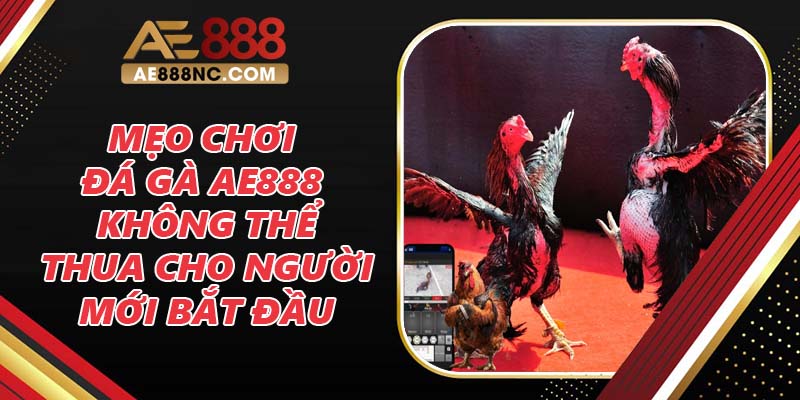 Mẹo chơi đá gà AE888 không thể thua cho người mới bắt đầu