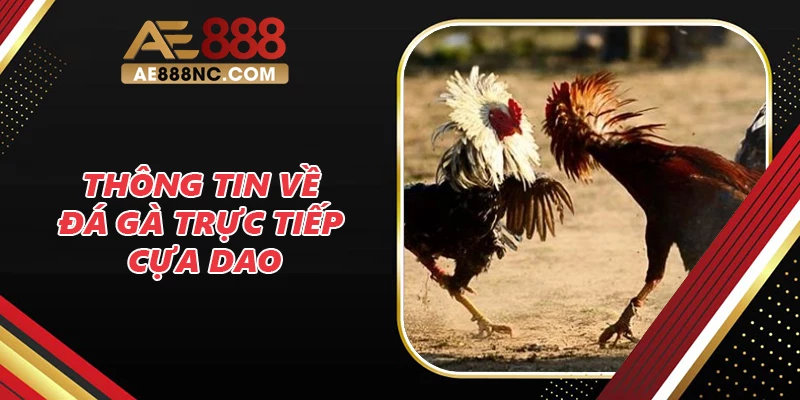 Thông tin về đá gà trực tiếp cựa dao